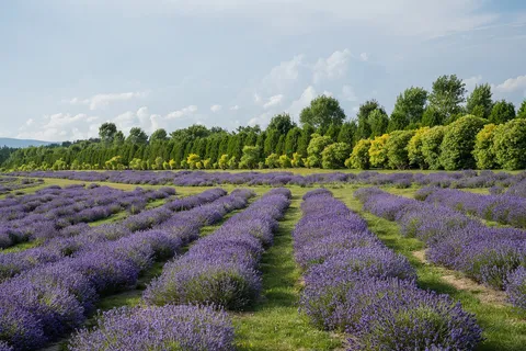 Vergers, vignobles et paysages bucoliques de l'Île d'Orléans